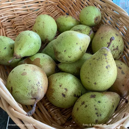 Birnen aus eigenem Garten im Korb