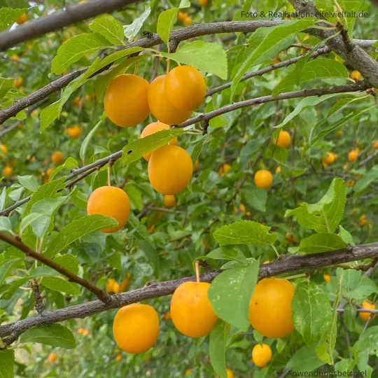 reife gelbe Pflaumen hängen in den Ästen