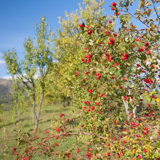 Hagebuttenstrauch mit leuchtend roten Hagebutten vor blauem Himmel