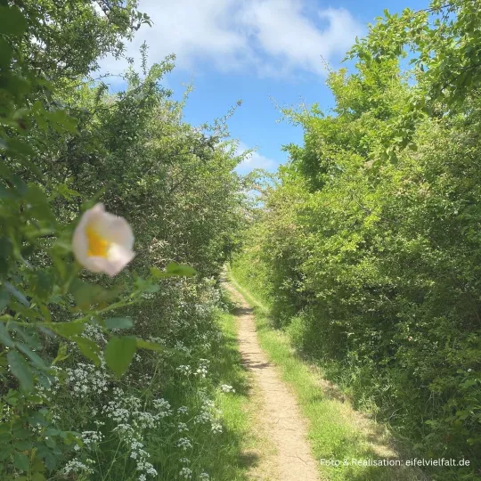 Hecken an beiden Seiten am Wanderpfad auf dem Bürvenicher Berg Hecken an beiden Seiten am Wanderpfad auf dem Bürvenicher Berg
