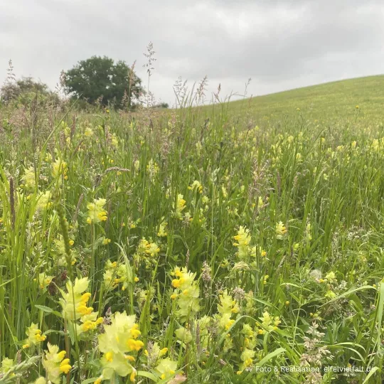 Eifelschleife im Rotbachtal mit einer Wiese voller gelb blühender Klappertöpfe Eifelschleife im Rotbachtal mit einer Wiese voller gelb blühender Klappertöpfe