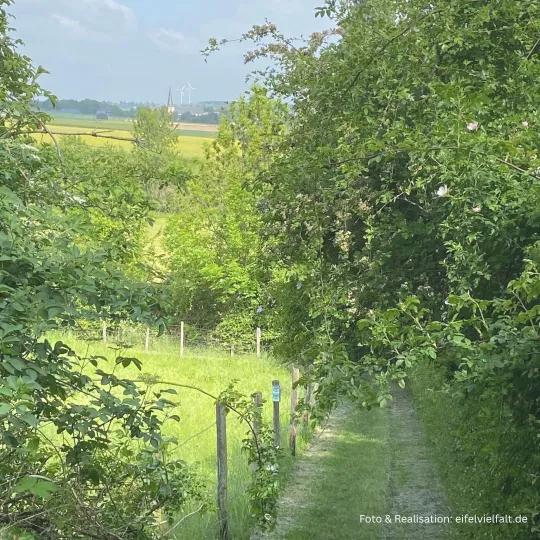 Feldweg mit Heckenrosen auf der Eifelschleie Himmel un Ääd mit Blick auf Bürvenich Feldweg mit Heckenrosen auf der Eifelschleie Himmel un Ääd mit Blick auf Bürvenich
