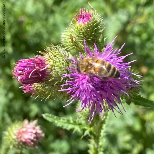 Honigebiene sitzt auf violetten Distelblüte