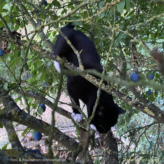schwarze Katze klettert im Pflaumenbaum mit reifen Pflaumen