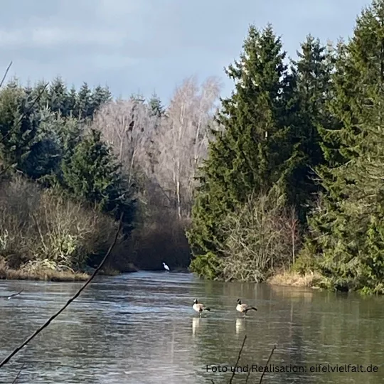 Ausschnitt vom Urftweiher mit 2 Kanada-Gänsen auf zugefrorenem See im Winter am Wegrand der Eifelschleife Motte